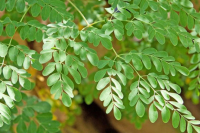 Moringa Oleifera: The Nutritional Powerhouse Known as Daun Kelor